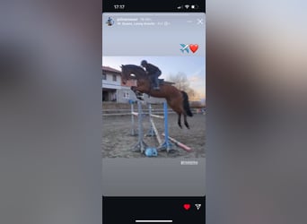 Hanoverian, Gelding, 5 years, 17 hh, Brown