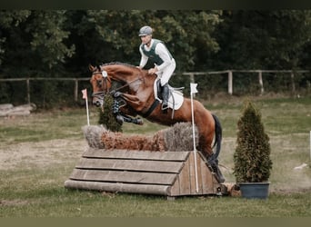 Hanoverian, Gelding, 5 years, 17 hh, Brown