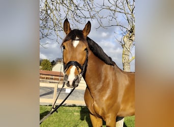 Hanoverian, Gelding, 5 years, 17 hh, Brown-Light