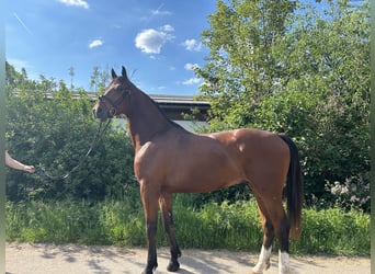 Hanoverian, Gelding, 5 years, 17 hh, Brown