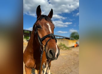 Hanoverian, Gelding, 5 years, 17 hh, Brown