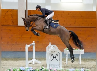 Hanoverian, Gelding, 5 years, 17 hh, Brown