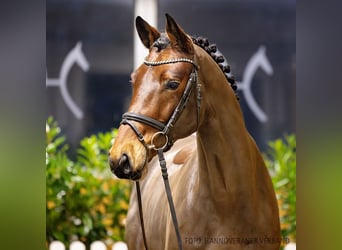 Hanoverian, Gelding, 5 years, 17 hh, Brown