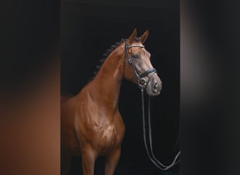 Hanoverian, Gelding, 5 years, 17 hh, Chestnut