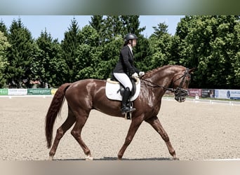 Hanoverian, Gelding, 5 years, 17 hh, Chestnut