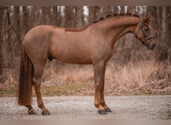 Hanoverian, Gelding, 5 years, 17 hh, Chestnut