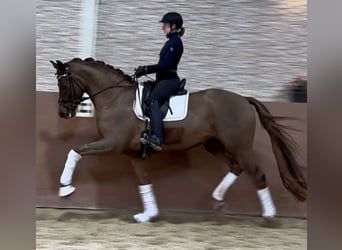 Hanoverian, Gelding, 5 years, 17 hh, Chestnut