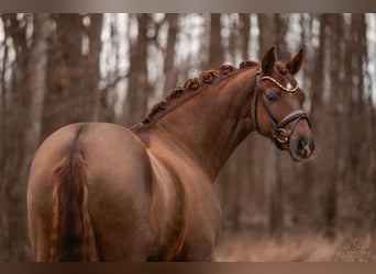 Hanoverian, Gelding, 5 years, 17 hh, Chestnut