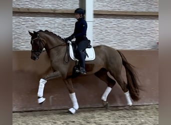 Hanoverian, Gelding, 5 years, 17 hh, Chestnut