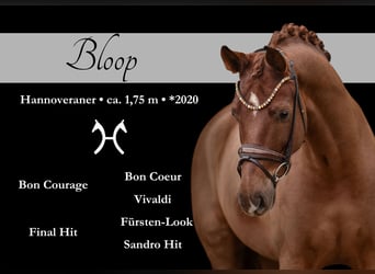 Hanoverian, Gelding, 5 years, 17 hh, Chestnut