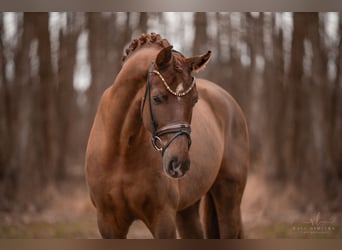 Hanoverian, Gelding, 5 years, 17 hh, Chestnut