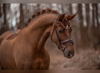 Hanoverian, Gelding, 5 years, 17 hh, Chestnut