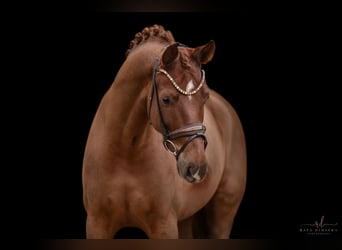 Hanoverian, Gelding, 5 years, 17 hh, Chestnut