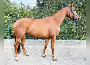 Hanoverian, Gelding, 5 years, 17 hh, Chestnut-Red