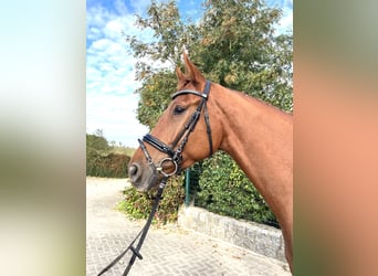 Hanoverian, Gelding, 5 years, 17 hh, Chestnut-Red