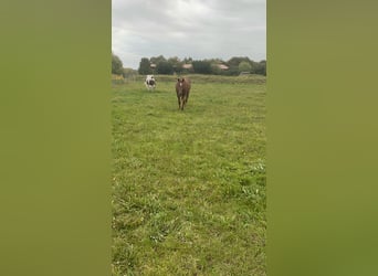 Hanoverian, Gelding, 5 years, 17 hh, Chestnut-Red