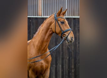 Hanoverian, Gelding, 5 years, 17 hh, Chestnut-Red