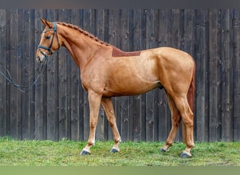 Hanoverian, Gelding, 5 years, 17 hh, Chestnut-Red