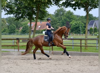 Hanoverian, Gelding, 5 years, 17 hh, Chestnut-Red