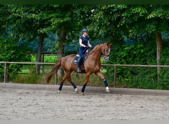 Hanoverian, Gelding, 5 years, 17 hh, Chestnut-Red