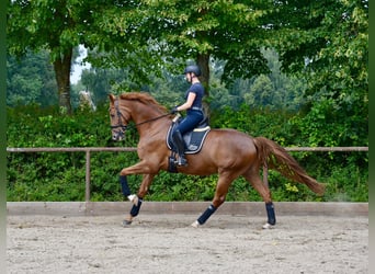 Hanoverian, Gelding, 5 years, 17 hh, Chestnut-Red