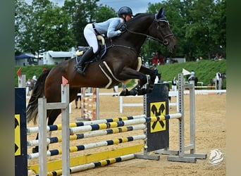 Hanoverian, Gelding, 5 years, 17 hh, Chestnut