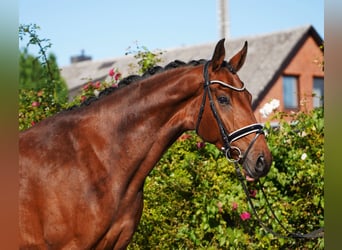 Hanoverian, Gelding, 5 years, 17 hh
