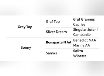 Hanoverian, Gelding, 5 years, 17 hh, Grey