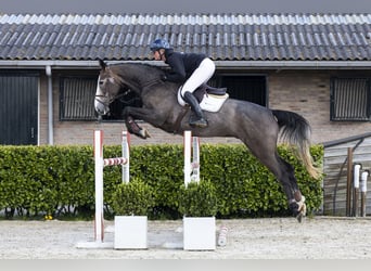 Hanoverian, Gelding, 5 years, 17 hh