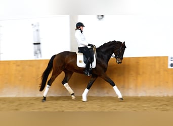 Hanoverian, Gelding, 5 years, 17 hh, Smoky-Black