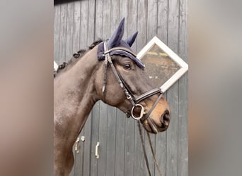 Hanoverian, Gelding, 5 years, 17 hh, Smoky-Black