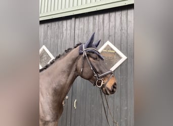 Hanoverian, Gelding, 5 years, 17 hh, Smoky-Black