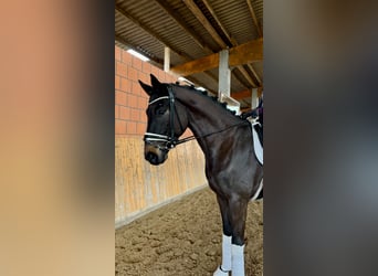 Hanoverian, Gelding, 5 years, 17 hh, Smoky-Black