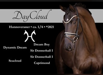 Hanoverian, Gelding, 5 years, 17 hh, Smoky-Black