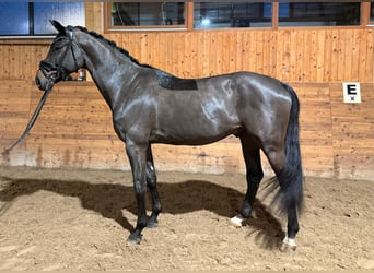 Hanoverian, Gelding, 5 years, 17 hh, Smoky-Black