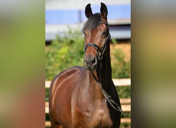 Hanoverian, Gelding, 5 years, 17,1 hh, Bay-Dark