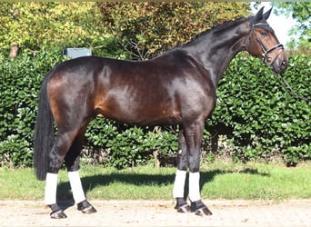 Hanoverian, Gelding, 5 years, 17,1 hh, Bay-Dark
