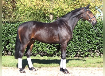 Hanoverian, Gelding, 5 years, 17,1 hh, Bay-Dark