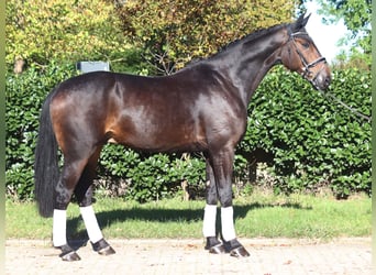 Hanoverian, Gelding, 5 years, 17,1 hh, Bay-Dark