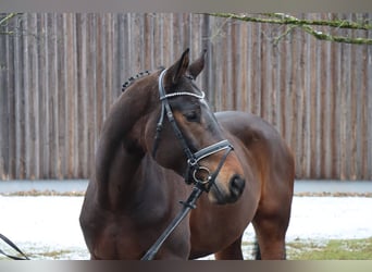 Hanoverian, Gelding, 5 years, 17,1 hh, Bay-Dark