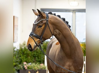 Hanoverian, Gelding, 5 years, 17,1 hh, Brown