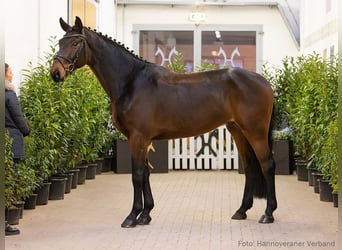 Hanoverian, Gelding, 5 years, 17,1 hh, Brown