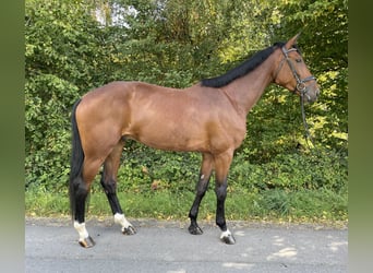 Hanoverian, Gelding, 5 years, 17,1 hh, Brown