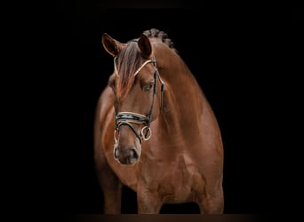 Hanoverian, Gelding, 5 years, 17,1 hh, Chestnut
