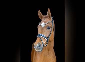 Hanoverian, Gelding, 5 years, 17,1 hh, Chestnut-Red