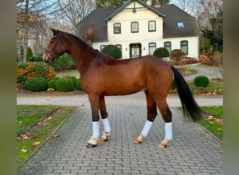 Hanoverian, Gelding, 5 years, 17,1 hh Hanoverian, Gelding, 5 years, 17,1 hh
