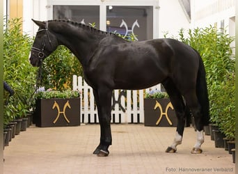 Hanoverian, Gelding, 5 years, 17,2 hh, Black