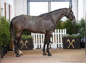 Hanoverian, Gelding, 5 years, 17,2 hh, Grey