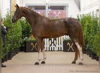 Hanoverian, Gelding, 5 years, 17,3 hh, Chestnut