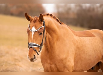 Hanoverian, Gelding, 5 years, 17,3 hh, Chestnut-Red